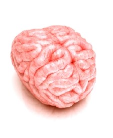 brain